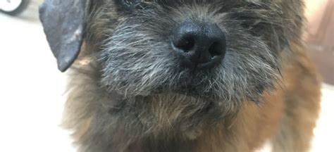 13 700 gambar gambar gratis dari hewan. Menemukan dan Merawat Anjing Terlantar: BINGO!