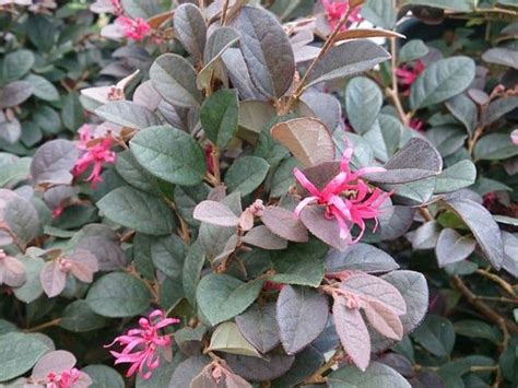 How To Grow And Care For Loropetalum Chinese Fringe Flower Florgeous