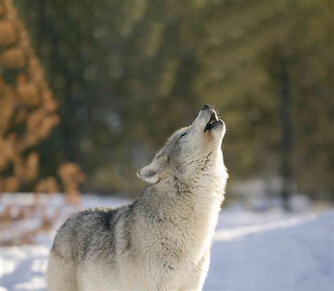Idaho Adopts Persecution Bill for Wolves | Defenders of Wildlife