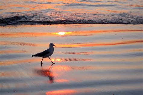 Wallpaper Sunset Sea Shore Sand Reflection Beach Sunrise