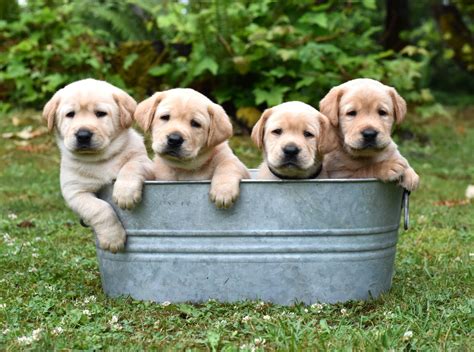 Ckc lab breeders raising quality yellow, chocolate and black labs in sk, canada. Pricing-AKC Labrador Puppies | Johnson Point Labradors
