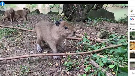Video Trois Bébés Capybaras Sont Nés Au Zoo De Pescheray En Sarthe