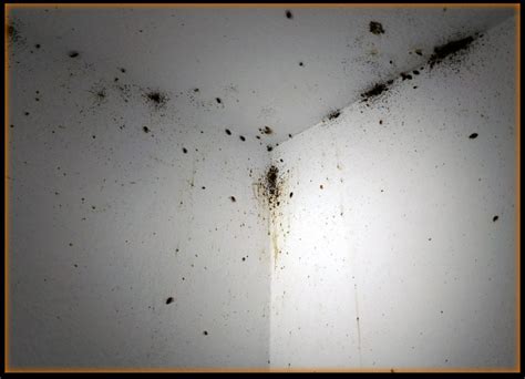 Bed Bug Poop On Ceiling Pest Phobia