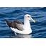 Albatross Seabird Bird Birds Wallpapers HD / Desktop And Mobile 