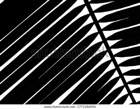 Black Palm Leaf Isolated On White Stock Photo 1771286096 Shutterstock