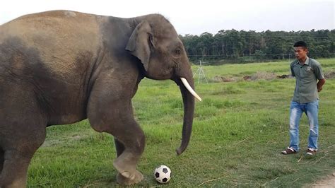 Elephant Playing Football At Nepal Youtube