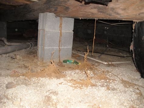 Crawl Space Girder With Termite Tubes Termite Tunnel Mound Flickr