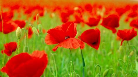44 Red Poppies Wallpaper