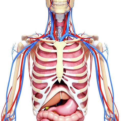 Upper Body Anatomy Photograph By Pixologicstudioscience Photo Library
