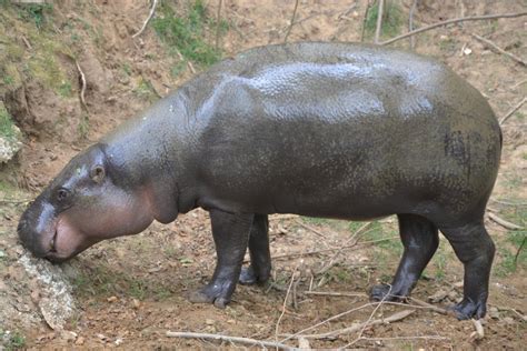 Pygmy Hippopotamus Choeropsis Liberiensis Zoochat