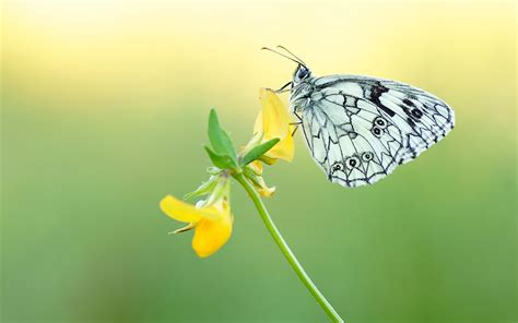 Black And White Butterfly On A Yellow Flower Desktop