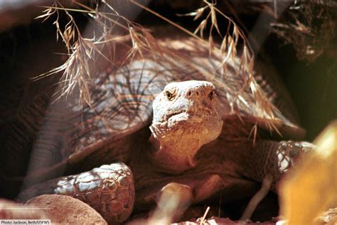 Mojave Desert Tortoise Facts Pictures Video And In Depth Information