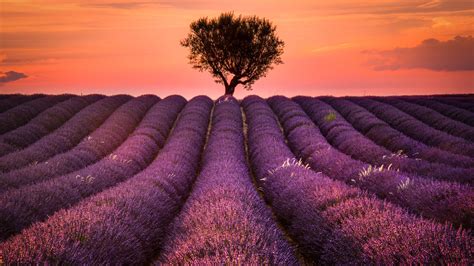 2560x1440 Lavender Field 1440p Resolution Wallpaper Hd