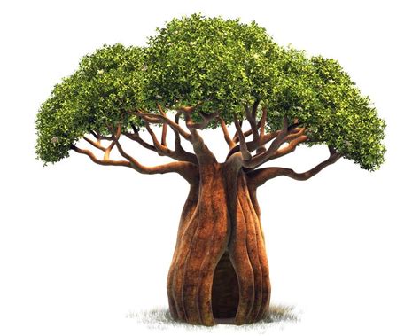 Tree Drawing Baobab Tree Tree Sketches