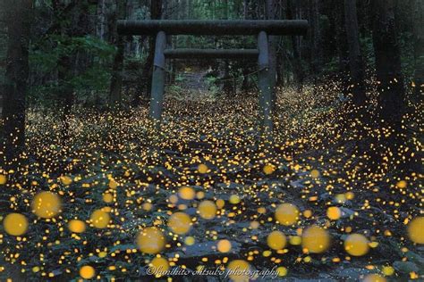Fireflies Captured In Shinkoku Region Japan Rmostbeautiful
