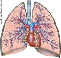 Das lymphsystem transportiert interstitielle flüssigkeit, fette und immunzellen du willst mehr über das thema lymphsystem lernen? Anatomie Mensch Atemorgan Lunge Pulmo, Lungensegmente der ...