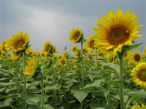 Bunga matahari akan selalu menghadap atau condong ke arah matahari atau dalam bidang keilmuan sering disebut juga dengan heliotropisme. Alam Mengembang Jadi Guru: Festival bunga Matahari di Zama ...