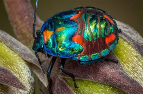 Australias Amazing Insects In Photos Townsville Holidays