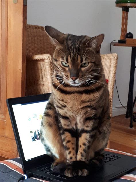 This Cat Sitting On A Laptop Rpics