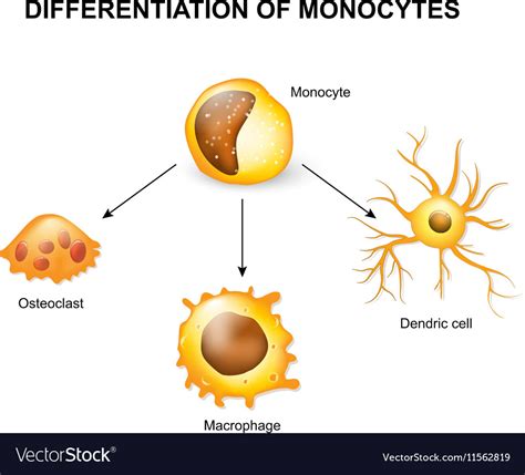 Differentiation Of Monocytes Royalty Free Vector Image