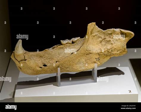 Ursus Deningeri Mandibula Fragment Yarimburgaz Cave Lower Paleolithic