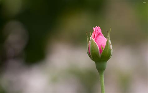 Pink Rose Bud Wallpaper Flower Wallpapers 51214