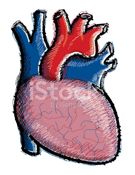 Human Heart Illustration Stock Vector