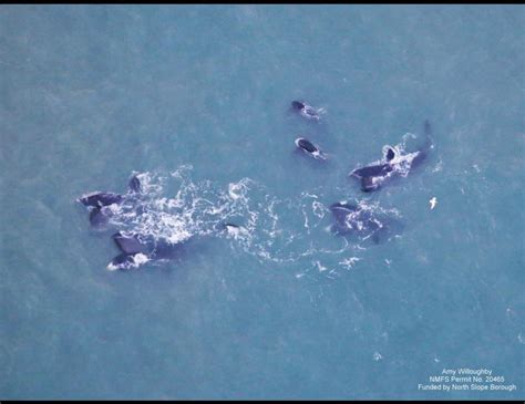 Bowhead Whales A Recent Success Story Geophysical Institute