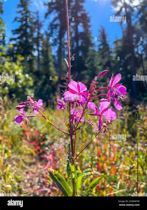Fireweed Chamaenerion Angustifolium Is A Perennial Herbaceous