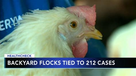 Cdc Backyard Birds Tied To 212 Salmonella Cases 6abc Philadelphia