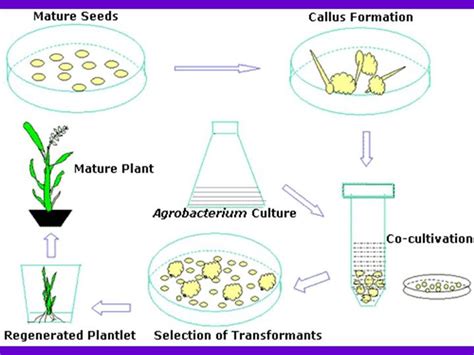 Cloning Of Plant Cells And Manipulation Of Plant Genes