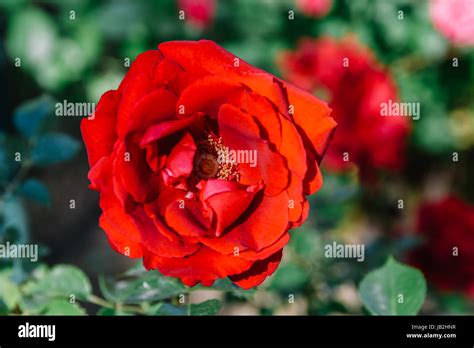 Beautiful Blooming Red Rose Flowers In The Garden In Summer Hi Res