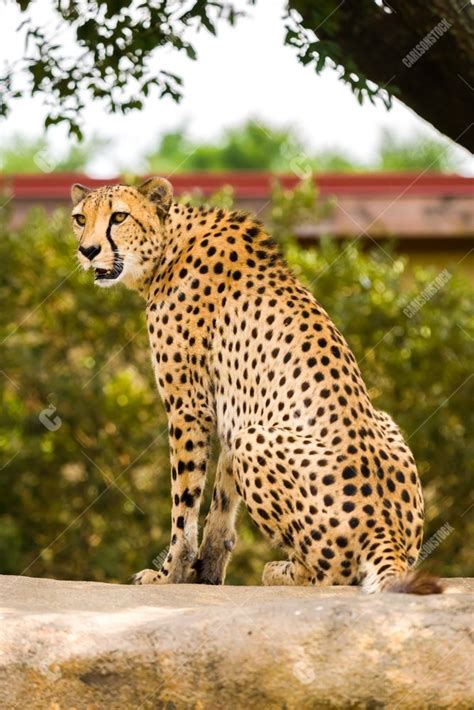 Houston Zoo Cheetah Sitting Side Profile Carlsonstock