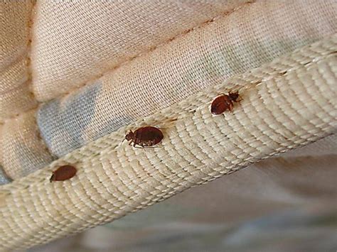 How To Get Rid Of Bed Bugs Off Couch Chanel Bed Bugs 0602b5
