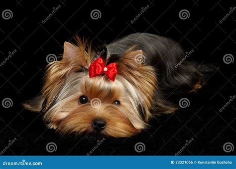 Beautiful Yorkshire Terrier Royalty Free Stock Image Image 23321066