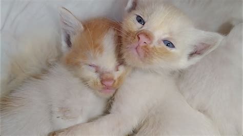 Premature Kitten Still Sleeping And Their Nursing Mother Cat Behaving