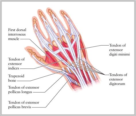 Tendons Of The Hand And Wrist Graph Diagram