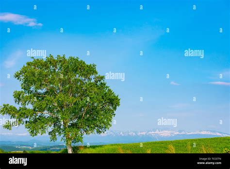 Farmland Isolated Trees On Hill With Blue Sky Background In Sunny Day