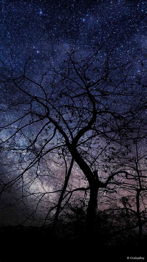 Night Tree Milky Way Photography Free 4k Ultra Hd Mobile