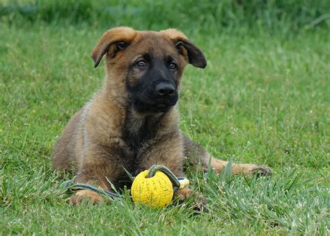 Dogs & puppies for sale. Our Sires | German Shepherd Puppies For Sale | Oregon ...