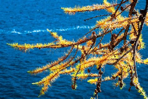 Yellow Needles Of A Larch Tree With The Deep Blue Water Of A Lake As