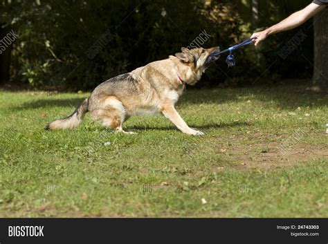 Big Dog Tugging On Image And Photo Free Trial Bigstock