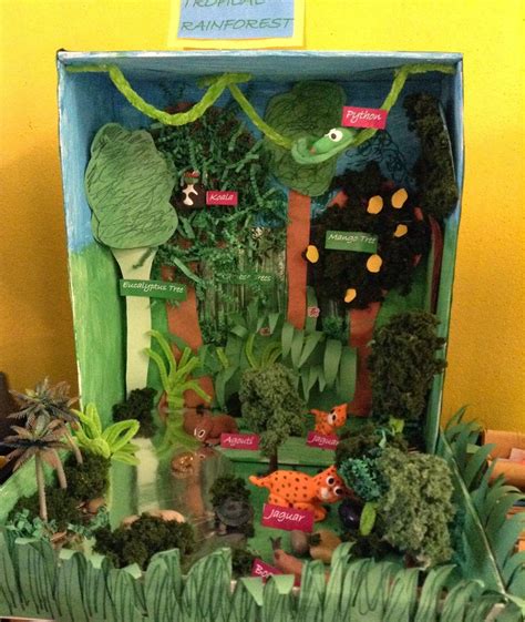 The Cougars Roar Rainforest Biome Ecosystems Projects Rainforest