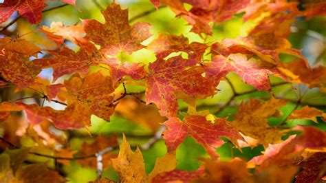 Rusty Autumn Leaves Wonderful Season Nature