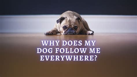Why Does My Dog Follow Me Everywhere 7 Reasons Your Dog Follows You