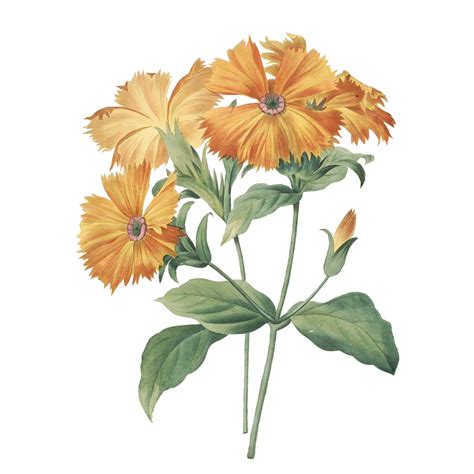 Pngtree provides millions of free png, vectors, clipart images and psd graphic resources for designers.| 564520 free png vintage flower collection on Behance