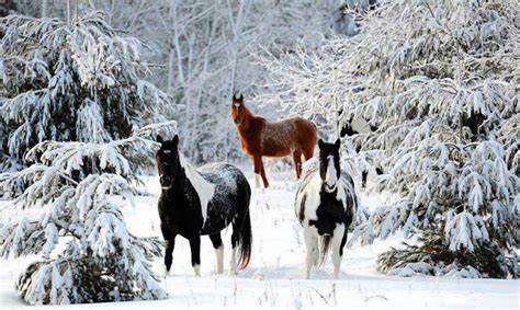 Horses In Winter Scene Gods Creatures Pinterest