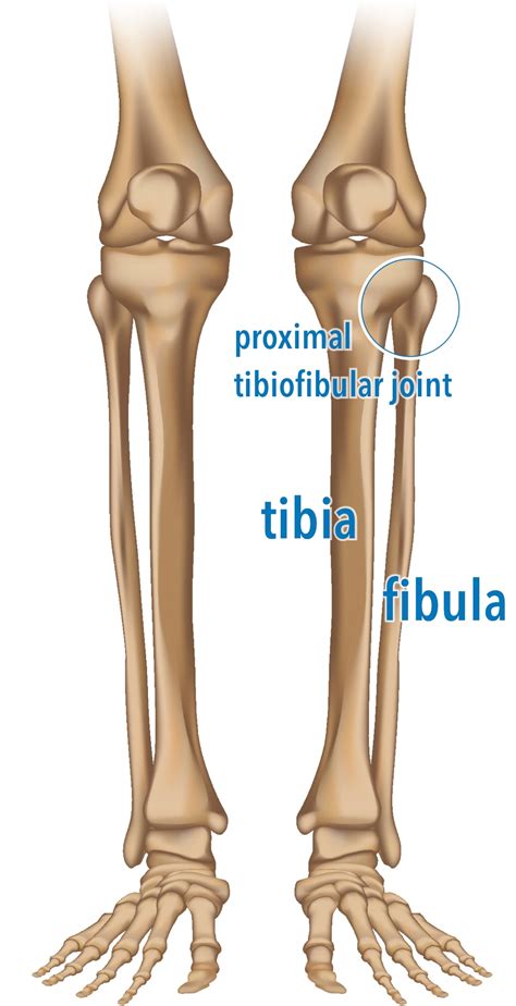 Lateral Knee Pain And The Proximal Tibiofibular Joint