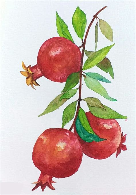 Pomegranates in watercolor Arte em aquarela Ilustração de aquarela