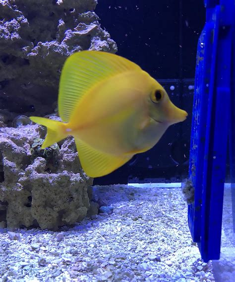Captive Bred Yellow Tang Update Shop Miniwatersfish Online